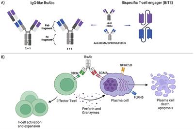 Bispecific antibody targets and therapies in multiple myeloma